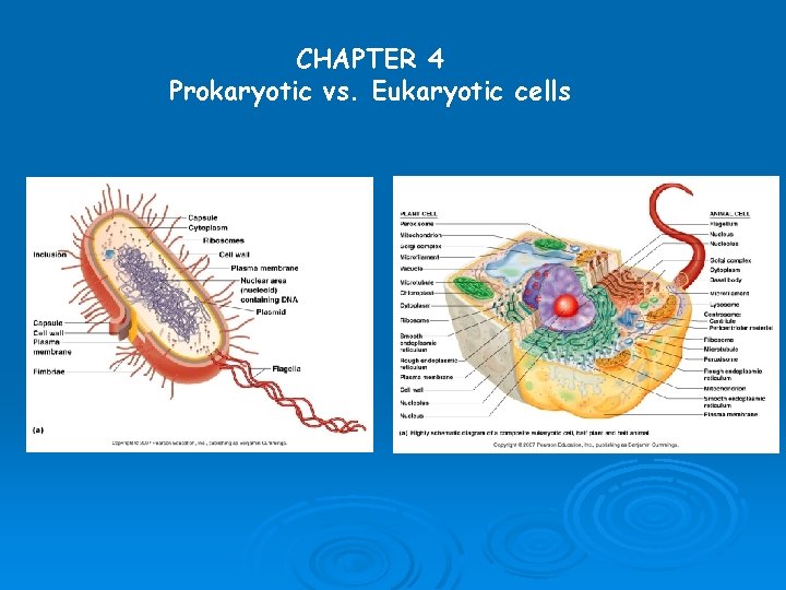 CHAPTER 4 Prokaryotic vs. Eukaryotic cells 