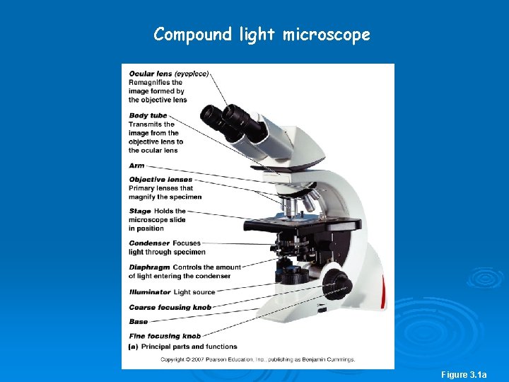 Compound light microscope Figure 3. 1 a 
