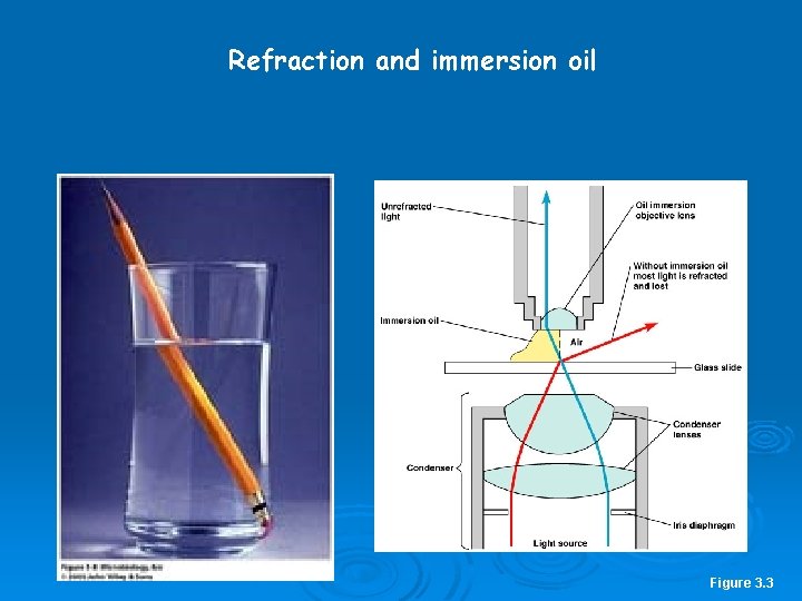 Refraction and immersion oil Figure 3. 3 