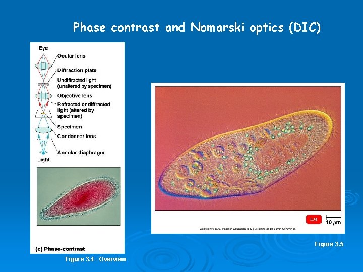 Phase contrast and Nomarski optics (DIC) Figure 3. 5 Figure 3. 4 - Overview