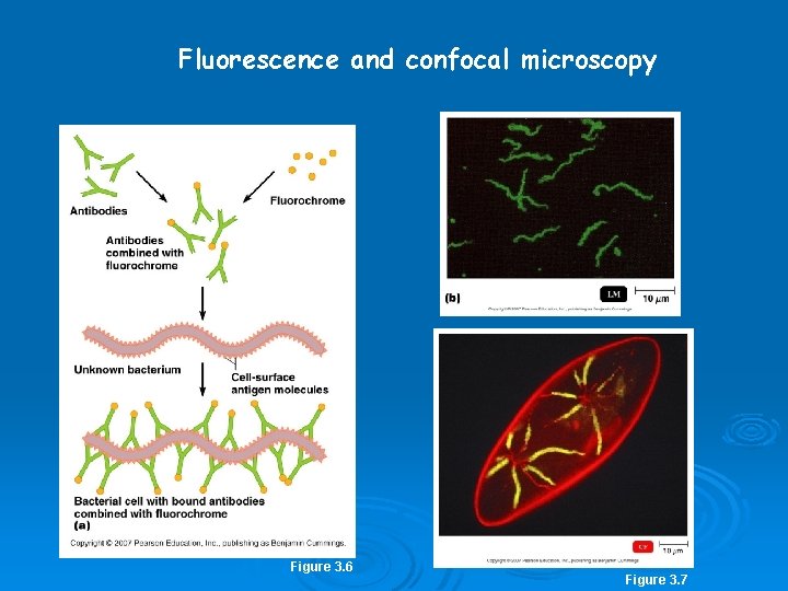 Fluorescence and confocal microscopy Figure 3. 6 Figure 3. 7 