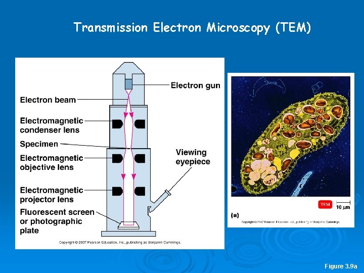 Transmission Electron Microscopy (TEM) Figure 3. 9 a 