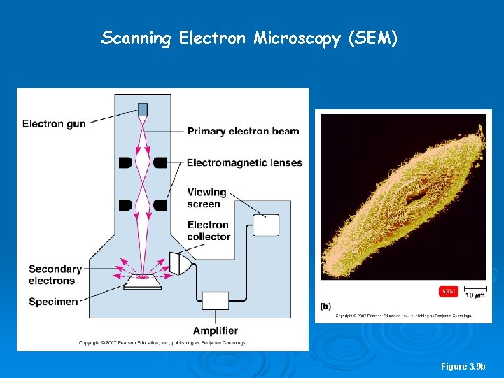 Scanning Electron Microscopy (SEM) Figure 3. 9 b 