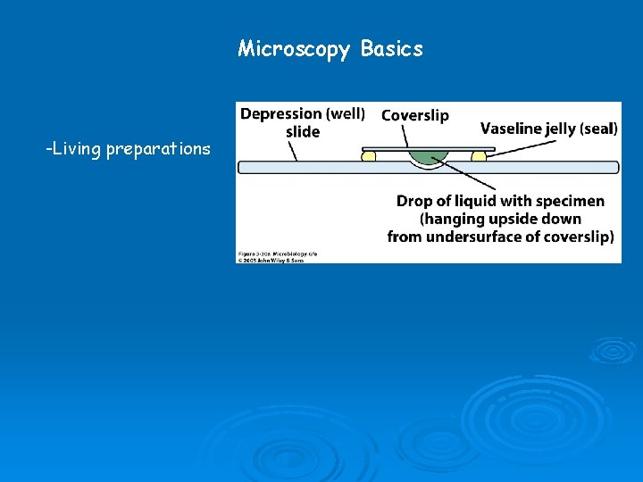 Microscopy Basics -Living preparations 