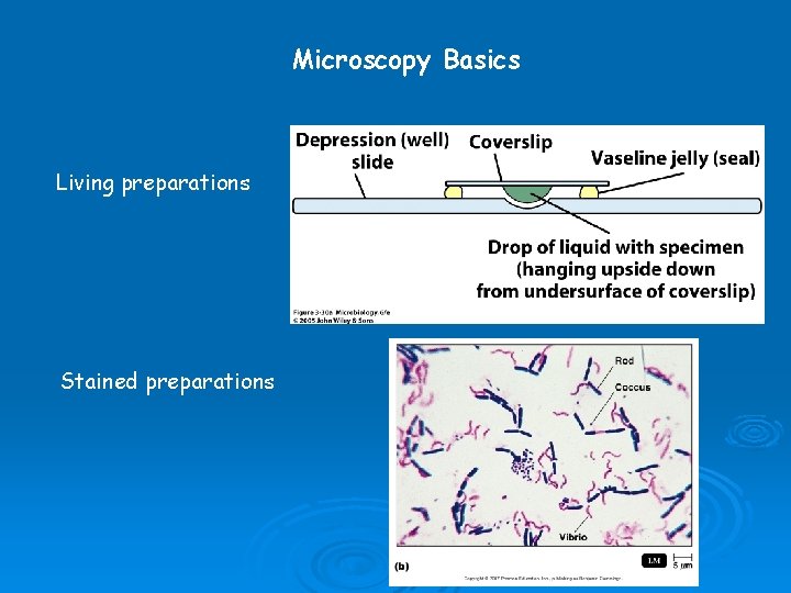 Microscopy Basics Living preparations Stained preparations 