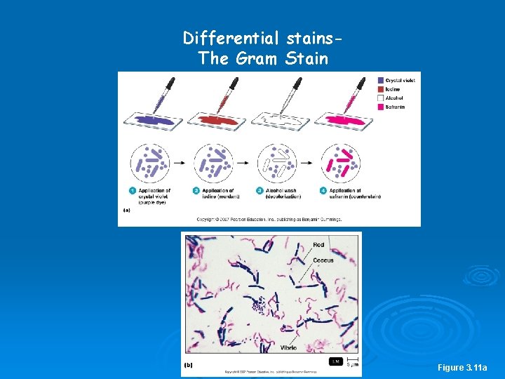 Differential stains. The Gram Stain Figure 3. 11 a 
