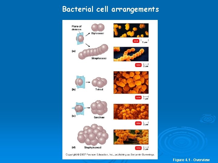 Bacterial cell arrangements Figure 4. 1 - Overview 