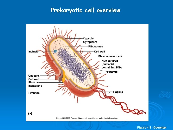 Prokaryotic cell overview Figure 4. 1 - Overview 