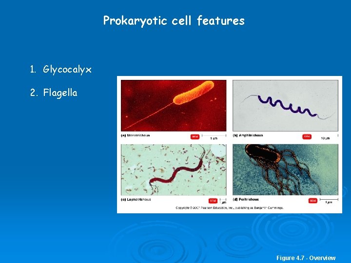 Prokaryotic cell features 1. Glycocalyx 2. Flagella Figure 4. 7 - Overview 