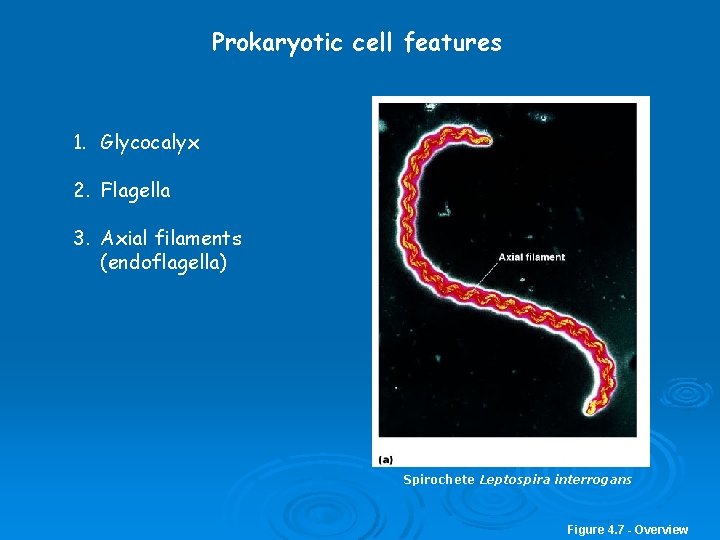 Prokaryotic cell features 1. Glycocalyx 2. Flagella 3. Axial filaments (endoflagella) Spirochete Leptospira interrogans