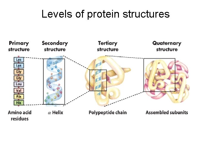 Levels of protein structures 