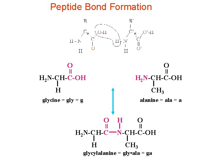 Peptide Bond Formation O = = O H 2 N-CH-C-OH H CH 3 glycine