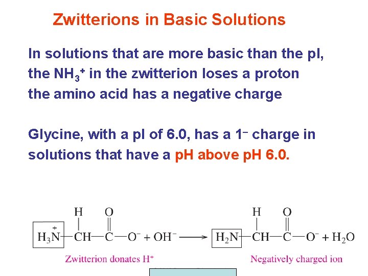 Zwitterions in Basic Solutions In solutions that are more basic than the p. I,