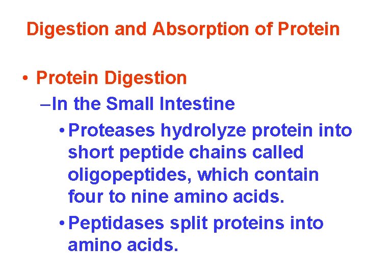 Digestion and Absorption of Protein • Protein Digestion – In the Small Intestine •
