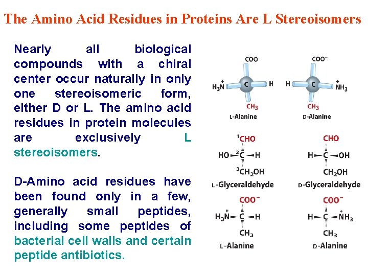 The Amino Acid Residues in Proteins Are L Stereoisomers Nearly all biological compounds with
