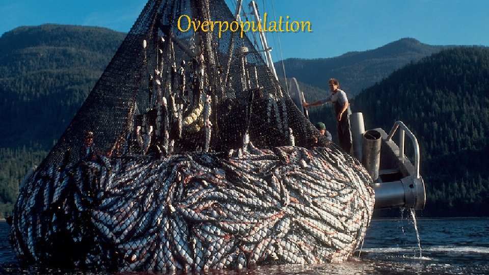 Overpopulation 