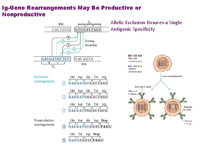 Ig-Gene Rearrangements May Be Productive or Nonproductive Allelic Exclusion Ensures a Single Antigenic Specificity