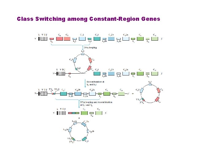 Class Switching among Constant-Region Genes 