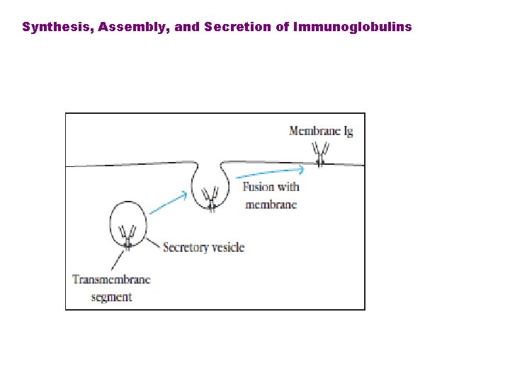 Synthesis, Assembly, and Secretion of Immunoglobulins 