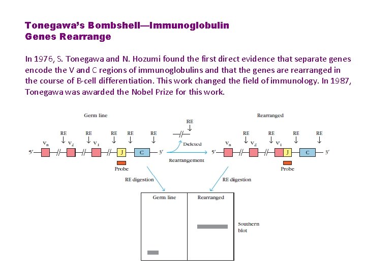 Tonegawa’s Bombshell—Immunoglobulin Genes Rearrange In 1976, S. Tonegawa and N. Hozumi found the first