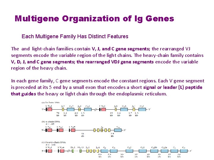 Multigene Organization of Ig Genes Each Multigene Family Has Distinct Features The and light-chain