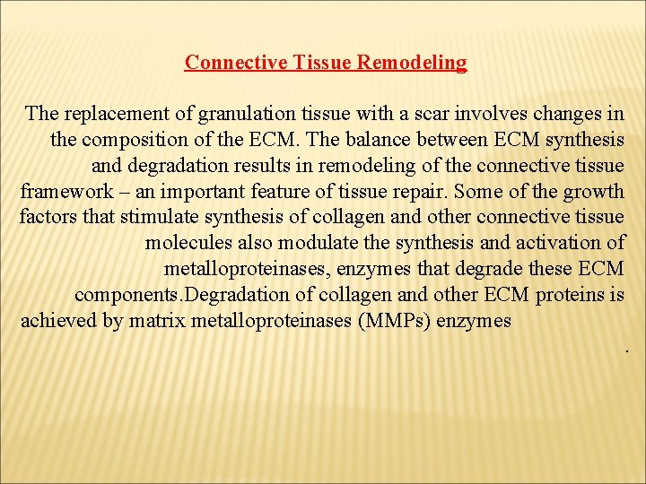 Connective Tissue Remodeling The replacement of granulation tissue with a scar involves changes in