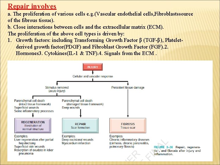 Repair involves a. The proliferation of various cells e. g. (Vascular endothelial cells, Fibroblastssource