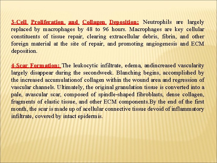 3 -Cell Proliferation and Collagen Deposition: Neutrophils are largely replaced by macrophages by 48