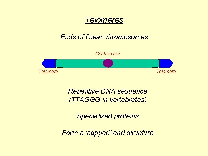 Telomeres Ends of linear chromosomes Centromere Telomere Repetitive DNA sequence (TTAGGG in vertebrates) Specialized