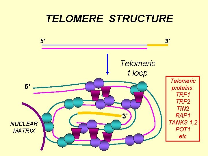 TELOMERE STRUCTURE 5’ 3’ Telomeric t loop 5' 3' NUCLEAR MATRIX Telomeric proteins: TRF