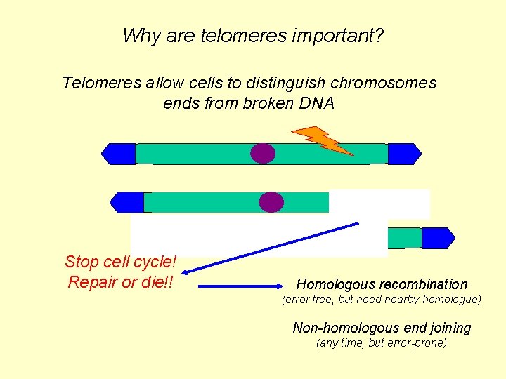 Why are telomeres important? Telomeres allow cells to distinguish chromosomes ends from broken DNA