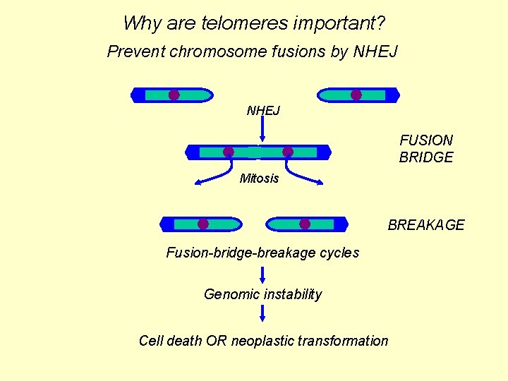 Why are telomeres important? Prevent chromosome fusions by NHEJ FUSION BRIDGE Mitosis BREAKAGE Fusion-bridge-breakage