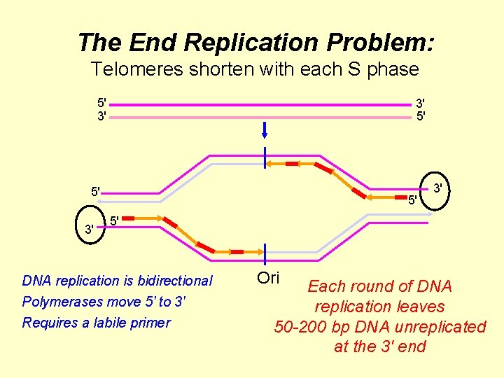 The End Replication Problem: Telomeres shorten with each S phase 5' 3' 3' 5'