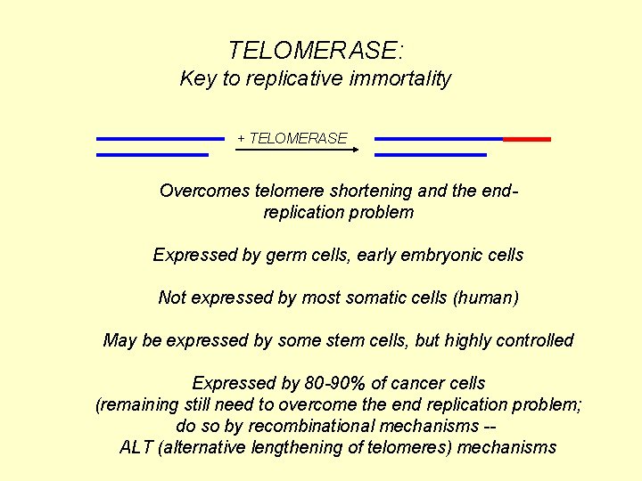 TELOMERASE: Key to replicative immortality + TELOMERASE Overcomes telomere shortening and the endreplication problem
