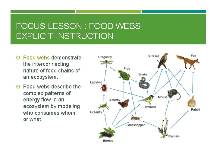 FOCUS LESSON : FOOD WEBS EXPLICIT INSTRUCTION Food webs demonstrate the interconnecting nature of
