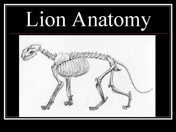 Lion Anatomy 