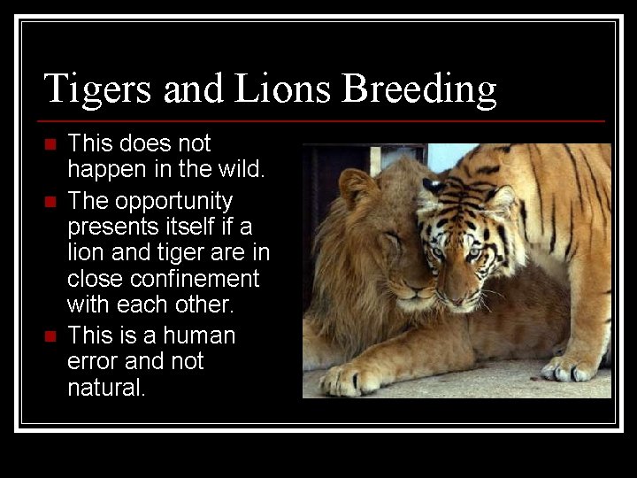 Tigers and Lions Breeding n n n This does not happen in the wild.