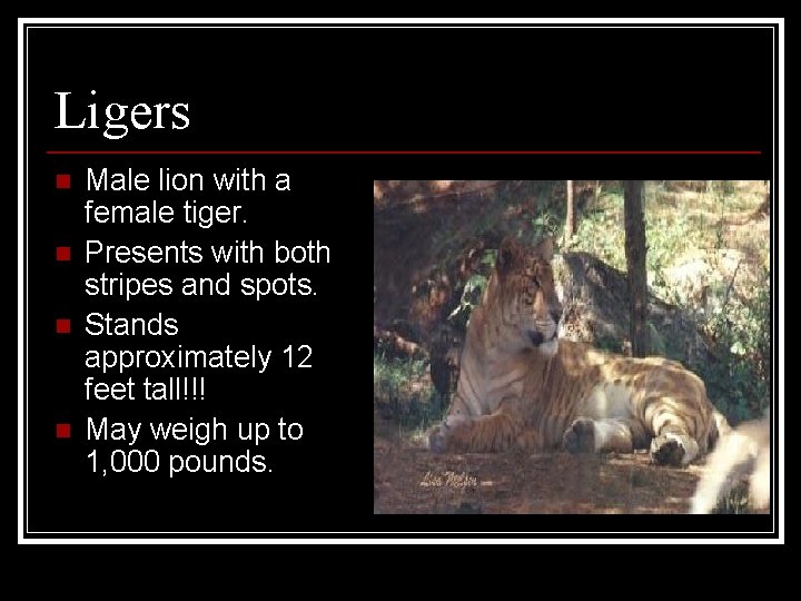 Ligers n n Male lion with a female tiger. Presents with both stripes and