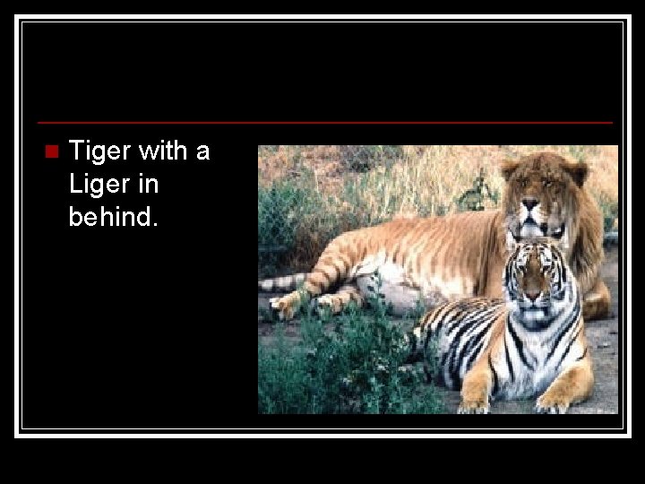 n Tiger with a Liger in behind. 