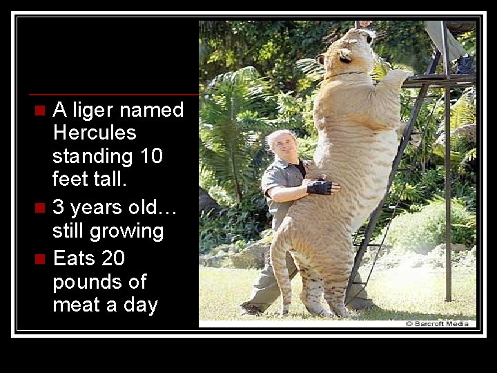 A liger named Hercules standing 10 feet tall. n 3 years old… still growing