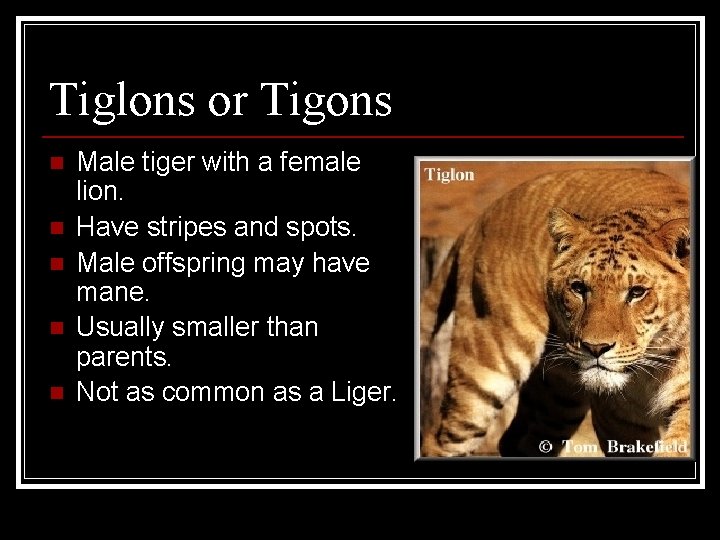 Tiglons or Tigons n n n Male tiger with a female lion. Have stripes