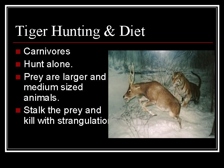 Tiger Hunting & Diet Carnivores n Hunt alone. n Prey are larger and medium