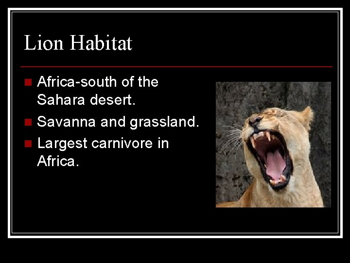 Lion Habitat Africa-south of the Sahara desert. n Savanna and grassland. n Largest carnivore
