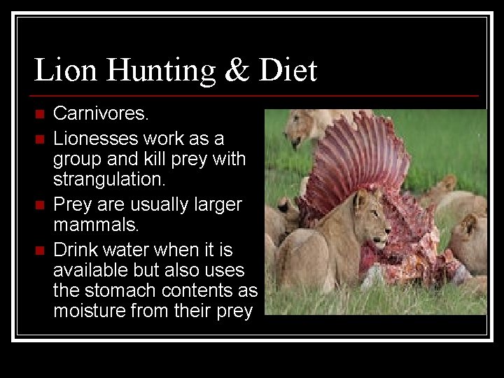 Lion Hunting & Diet n n Carnivores. Lionesses work as a group and kill