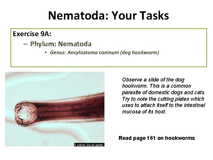 Nematoda: Your Tasks Exercise 9 A: – Phylum: Nematoda • Genus: Ancylostoma caninum (dog