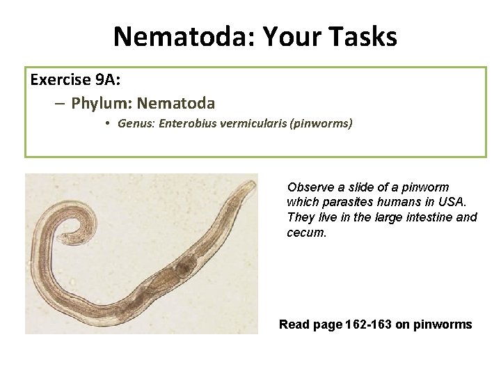 Nematoda: Your Tasks Exercise 9 A: – Phylum: Nematoda • Genus: Enterobius vermicularis (pinworms)