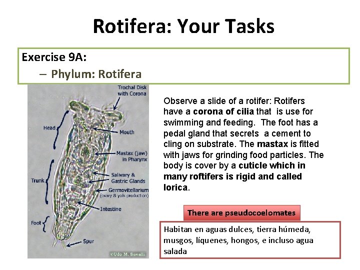 Rotifera: Your Tasks Exercise 9 A: – Phylum: Rotifera Observe a slide of a