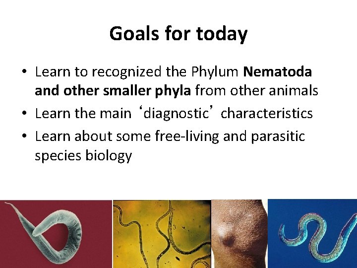 Goals for today • Learn to recognized the Phylum Nematoda and other smaller phyla