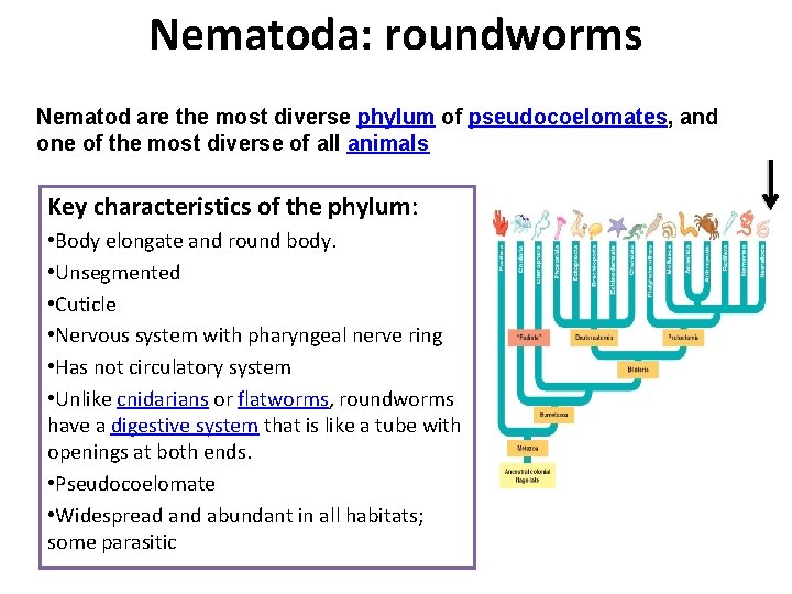 Nematoda: roundworms Nematod are the most diverse phylum of pseudocoelomates, and one of the