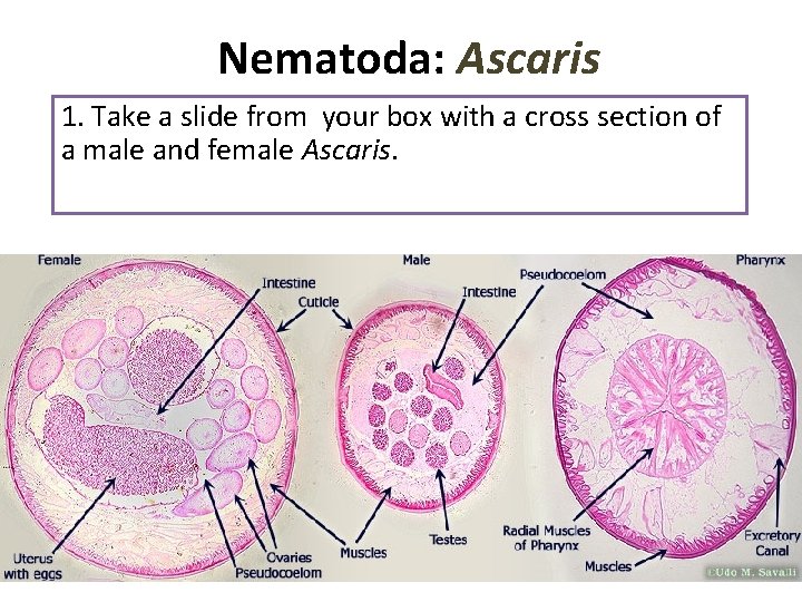 Nematoda: Ascaris 1. Take a slide from your box with a cross section of